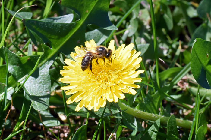 Common Dandelion has bright golden-yellow flowers (ligulate only) with 40 or more florets. The flowers are magnets for insects especially native and honey bee as seen here. Taraxacum officinale